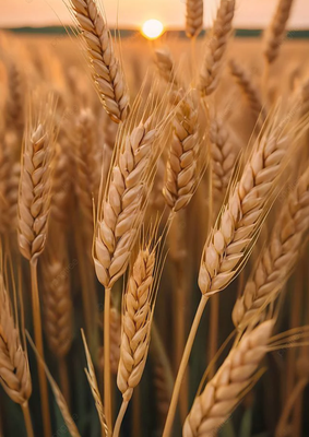 Rice Bran Oil